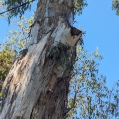 Muellerina eucalyptoides at Noreuil Park - 10 Mar 2024 05:52 PM