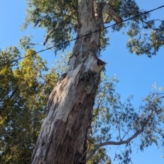 Muellerina eucalyptoides at Noreuil Park - 10 Mar 2024