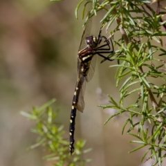 Synthemis eustalacta (Swamp Tigertail) at Tharwa, ACT - 28 Feb 2024 by KorinneM