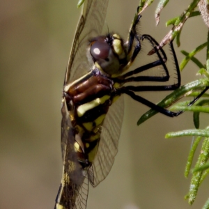 Synthemis eustalacta at Gibraltar Pines - 28 Feb 2024