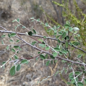 Cotoneaster pannosus at Eastern Hill Reserve - 14 Mar 2024