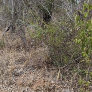 Cotoneaster pannosus at Eastern Hill Reserve - 14 Mar 2024