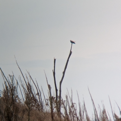 Elanus axillaris (Black-shouldered Kite) at Eastern Hill Reserve - 14 Mar 2024 by Darcy