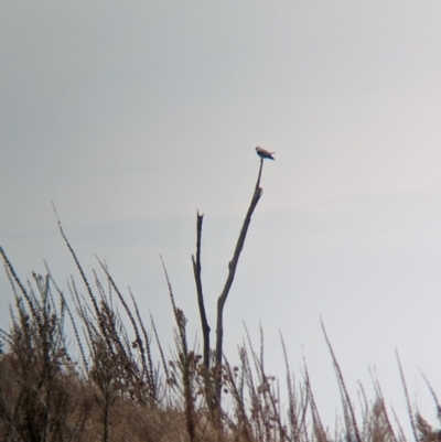 Elanus axillaris (Black-shouldered Kite) at East Albury, NSW - 14 Mar 2024 by Darcy