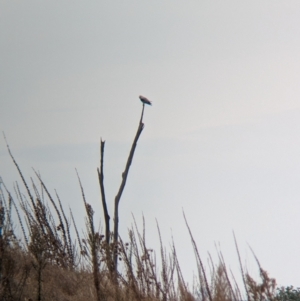 Elanus axillaris at Eastern Hill Reserve - 14 Mar 2024