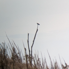 Elanus axillaris at Eastern Hill Reserve - 14 Mar 2024