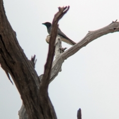 Coracina novaehollandiae (Black-faced Cuckooshrike) at Albury - 14 Mar 2024 by Darcy