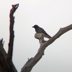 Coracina novaehollandiae at Eastern Hill Reserve - 14 Mar 2024