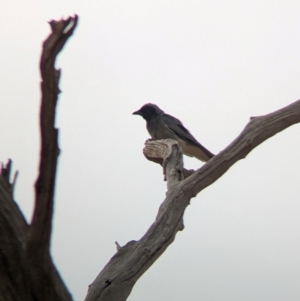 Coracina novaehollandiae at Eastern Hill Reserve - 14 Mar 2024 05:44 PM