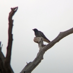 Coracina novaehollandiae at Eastern Hill Reserve - 14 Mar 2024