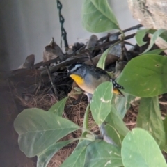 Pardalotus punctatus (Spotted Pardalote) at North Albury, NSW - 14 Mar 2024 by Darcy