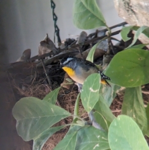 Pardalotus punctatus at Albury - suppressed