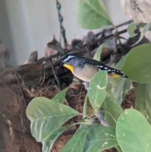 Pardalotus punctatus at Albury - 15 Mar 2024