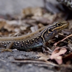 Liopholis whitii (White's Skink) at Namadgi National Park - 28 Feb 2024 by KorinneM