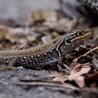 Liopholis whitii (White's Skink) at Namadgi National Park - 28 Feb 2024 by KorinneM