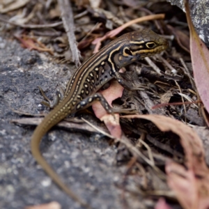 Liopholis whitii at Namadgi National Park - 28 Feb 2024 02:39 PM