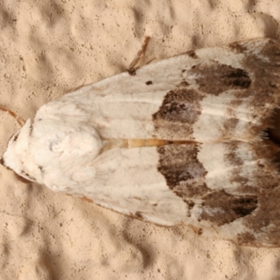 Armactica conchidia (Conchidia Moth) at Ainslie, ACT - 13 Mar 2024 by jb2602