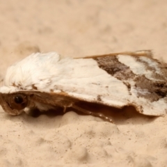 Armactica conchidia at Ainslie, ACT - 13 Mar 2024