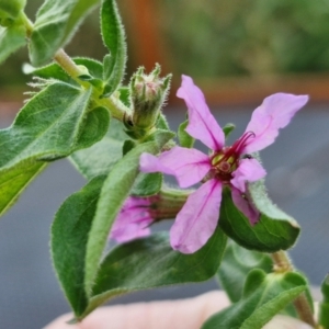 Lythrum salicaria at Umbagong District Park - 15 Mar 2024 05:39 PM