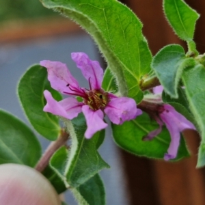 Lythrum salicaria at Umbagong District Park - 15 Mar 2024 05:39 PM