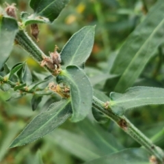 Lythrum salicaria at Umbagong District Park - 15 Mar 2024