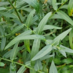 Lythrum salicaria at Umbagong District Park - 15 Mar 2024