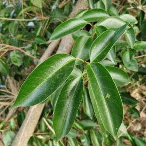 Ligustrum lucidum at Umbagong District Park - 15 Mar 2024