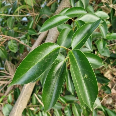 Ligustrum lucidum (Large-leaved Privet) at Latham, ACT - 15 Mar 2024 by trevorpreston