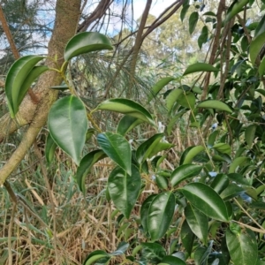 Ligustrum lucidum at Umbagong District Park - 15 Mar 2024 05:38 PM