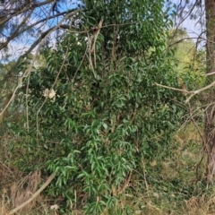 Ligustrum lucidum at Umbagong District Park - 15 Mar 2024