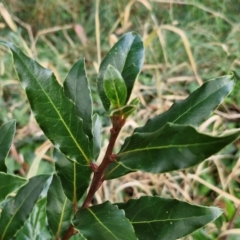 Laurus nobilis (Bay Tree) at Latham, ACT - 15 Mar 2024 by trevorpreston