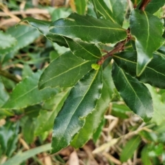 Laurus nobilis at Umbagong District Park - 15 Mar 2024