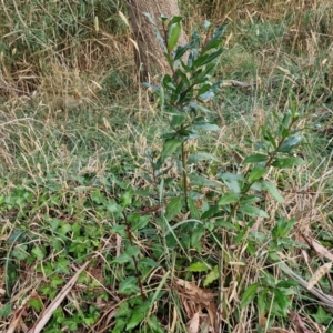 Laurus nobilis at Umbagong District Park - 15 Mar 2024 05:37 PM