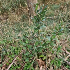 Laurus nobilis at Umbagong District Park - 15 Mar 2024