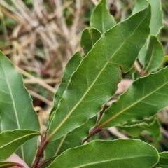 Laurus nobilis at Umbagong District Park - 15 Mar 2024 05:37 PM