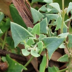 Einadia nutans subsp. nutans (Climbing Saltbush) at Latham, ACT - 15 Mar 2024 by trevorpreston