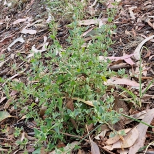 Einadia nutans subsp. nutans at Umbagong District Park - 15 Mar 2024