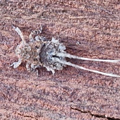 Fulgoroidea (superfamily) (Unidentified fulgoroid planthopper) at Umbagong District Park - 15 Mar 2024 by trevorpreston