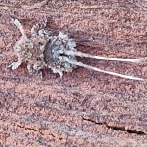 Fulgoroidea sp. (superfamily) at Umbagong District Park - 15 Mar 2024