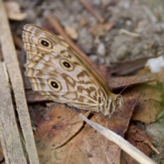 Geitoneura acantha (Ringed Xenica) at Tharwa, ACT - 28 Feb 2024 by KorinneM