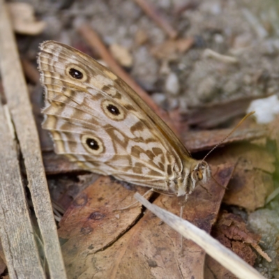 Geitoneura acantha (Ringed Xenica) at Tharwa, ACT - 28 Feb 2024 by KorinneM