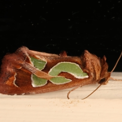 Cosmodes elegans (Green Blotched Moth) at Ainslie, ACT - 13 Mar 2024 by jb2602