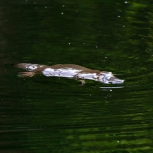 Ornithorhynchus anatinus at Namadgi National Park - 13 Mar 2024