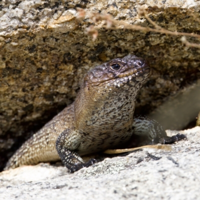 Egernia cunninghami (Cunningham's Skink) at Tharwa, ACT - 28 Feb 2024 by KorinneM