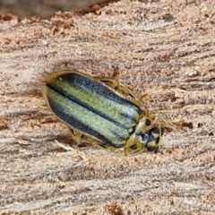 Xanthogaleruca luteola (Elm leaf beetle) at Latham, ACT - 15 Mar 2024 by trevorpreston