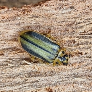 Xanthogaleruca luteola at Umbagong District Park - 15 Mar 2024