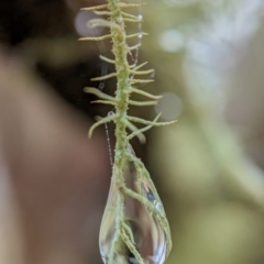 Usnea sp. (genus) (Bearded lichen) at Cotter River, ACT - 15 Feb 2024 by Jek