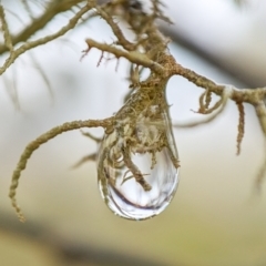 Usnea sp. (genus) at Namadgi National Park - 15 Feb 2024