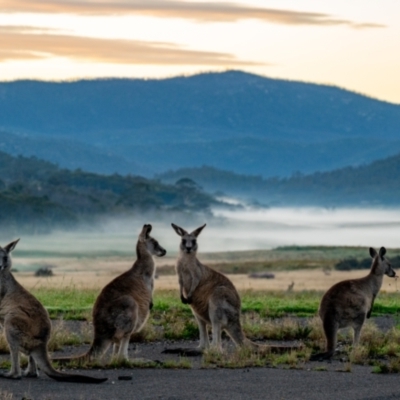 Macropus giganteus (Eastern Grey Kangaroo) at Rendezvous Creek, ACT - 20 Jan 2024 by Jek