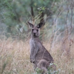 Macropus giganteus (Eastern Grey Kangaroo) at Hackett, ACT - 14 Mar 2024 by HappyWanderer